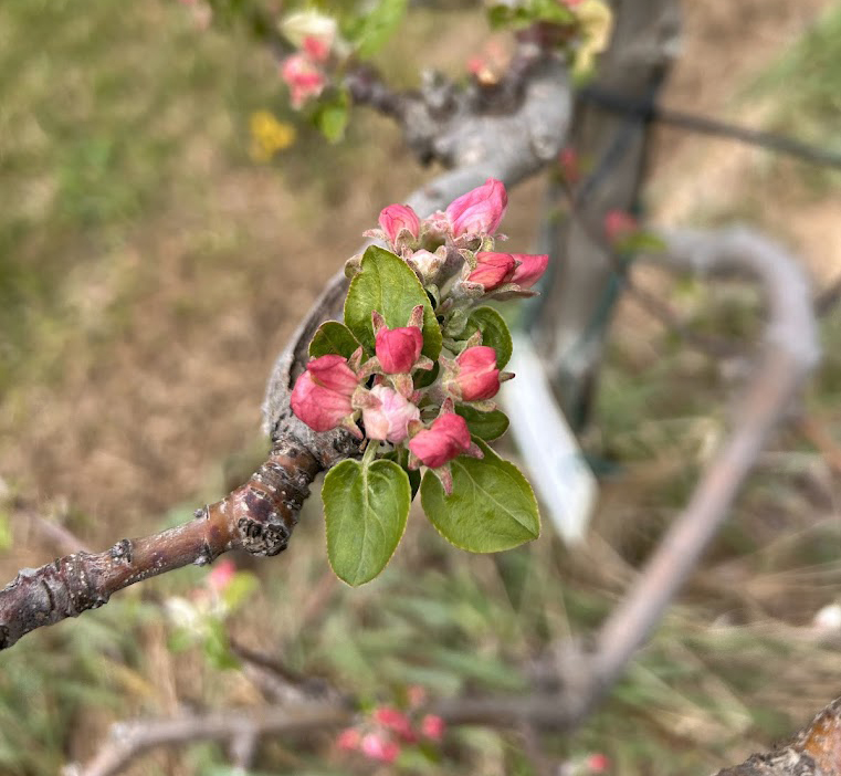 4-22-25-zestar-Cheyenne Sloan.jpg